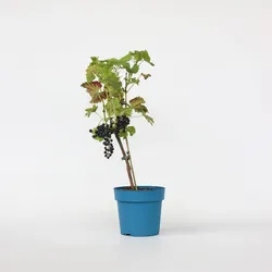 Plant in a Box - Traubenpflanze - Vitis vinifera ‘Nero’ - Höhe 60-75cm - Topf 21cm