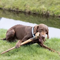 Schecker Kausnack - Ochsenziemer mit Fleischkeule XL