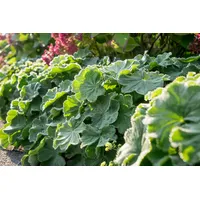 Pflanzen Für Dich Alchemilla mollis 'Robustica', veg. p 0,5
