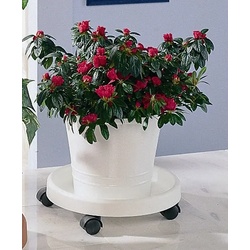Blumentopfuntersetzer RUCO Untersetzer weiß Blumentöpfe -kästen Kunststoff, Ø 34 cm