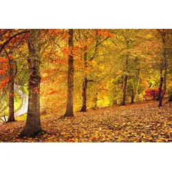Fototapete PAPERMOON "Herbstwald", bunt, B:5,00m L:2,80m, Vlies, Tapeten