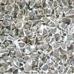 Moringa Oleifera Samen