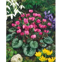 Pflanzen Für Dich Cyclamen coum ssp.coum p 0,5