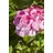 PlantaPro Hydrangea serrata 'Preziosa' 40-60 cm – Winterhart, Mehrjährig, Pflegeleicht – Berghortensie – Blütenstrauch für Garten & Kübel