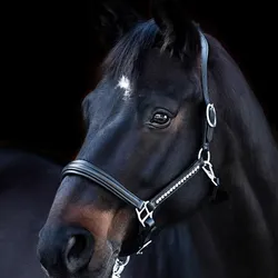 USG Lederhalfter Lovely
