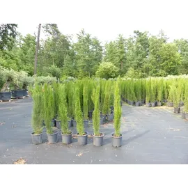 grünwaren 1x Mittelmeerzypresse 180 cm Säulen Toskana Zypressen Zypresse Cupressus Sempervirens