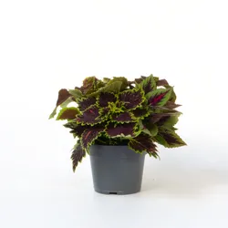 Plant in a Box - Coleus - Coleus scutellarioides - Höhe 25-35cm - Topf 17cm
