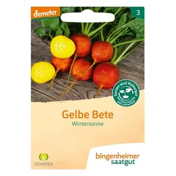 Gelbe Bete - Wintersonne