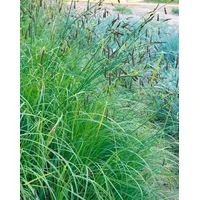 Pflanzen Für Dich Carex flacca, Blaugrüne Segge, ca. 9x9