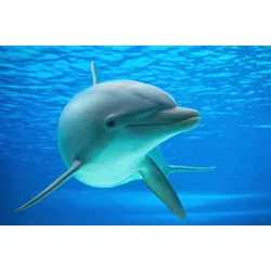 Fototapete PAPERMOON "DELFINE-ZAHNWAL TIER SEE OZEAN MEER WASSER WALE ORCA", bunt, B:3,50m L:2,60m, Vlies, Tapeten