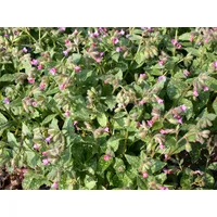 Pflanzen Für Dich Pulmonaria saccharata 'Mrs Moon', Lungenkraut, rosa-blau,