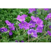 Pflanzen Für Dich Geranium clarkei 'Kashmir Purple' Storchschnabel, ca.