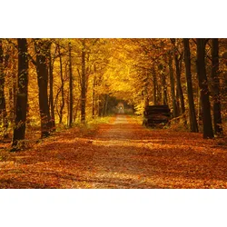 Fototapete PAPERMOON "Waldweg", bunt, B:4,00m L:2,60m, Vlies, Tapeten