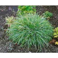 Pflanzen Für Dich Sesleria albicans, Blaugras, ca. 9x9 cm