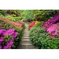 Fototapete PAPERMOON "Garten", bunt, B:3,50m L:2,60m, Vlies, Tapeten