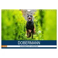 Calvendo Dobermann 2026 (Wandkalender 2026 DIN A4 quer), CALVENDO