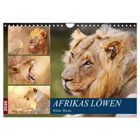Calvendo Afrikas Löwen 2026 (Wandkalender 2026 DIN A4 quer),