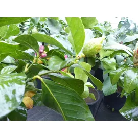 grünwaren Grünwaren: echter Zitronenbaum 50 - 70 cm Zitrone Citrus Limon Zitruspflanze