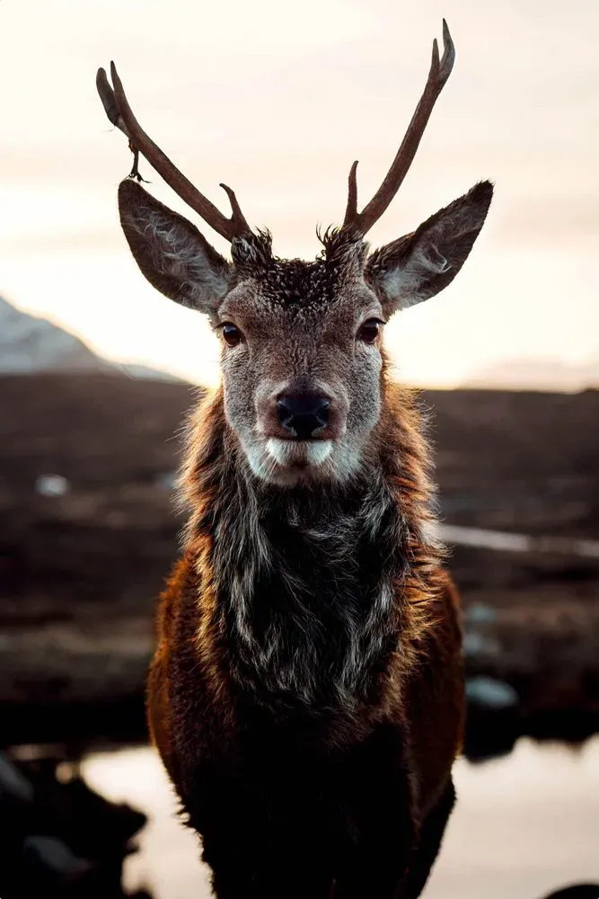 Glasbild RENTIER IN DER TUNDRA