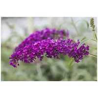Pflanzen Für Dich Buddleja davidii 'Royal Red', 40–60 cm