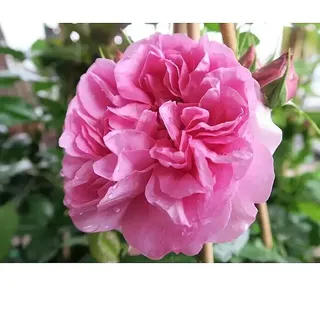 Edelrose  (Rosa 'Pompadour' ®, Rosa)