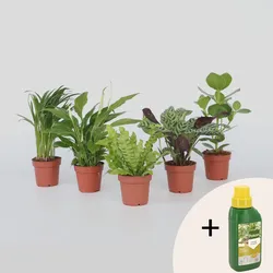 Plant in a Box - Luftreinigende Zimmerpflanzen - 5 Stk - Höhe 25-40cm - Topf 12cm
