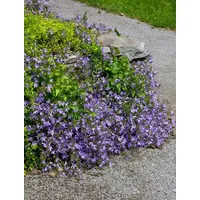 Pflanzen Für Dich Campanula poscharskyana 'Templiner Teppich' Polster-Glockenblume, ca.