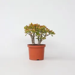Plant in a Box - Jadepflanze - Crassula ovata 'Sunset' - Höhe 45-50cm - Topf 23cm