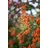 PlantaPro Pyracantha 'Teton' 40-60 cm – Winterhart, Immergrün, Mehrjährig – Feuerdorn – Heckenpflanze für Garten & Sichtschutz
