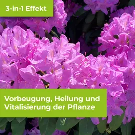 Protect Garden Alitis Spezial-Pilzfrei Konzentrat 40 g