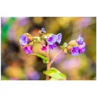 Pflanzen Für Dich Pulmonaria dacica Azurea Lungenkraut, ca. 9x9