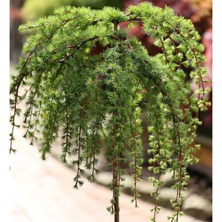 die nr-01.de Hochstamm Japanische Lärche Stiff Weeper 80-100cm - Larix kaempferi