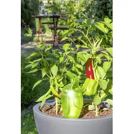 Scheurich Bördy XXL Bewässerungssystem 33 cm 1 l