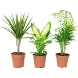 Flowerbox 3er-Set Zimmerpflanzen Chamaedorea, Dieffenbachie, Dracaena - Topf-Ø 12 cm
