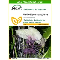 SAFLAX - Weiße Fledermausblume - 10 Samen - Mit