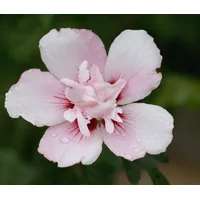 Dehner Hibiscus China Chiffon, gefüllte weiß-rosa Blüten, ca. 40-50