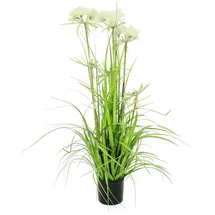 Europalms Sterngras, 120cm