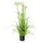Europalms Sterngras, 120cm