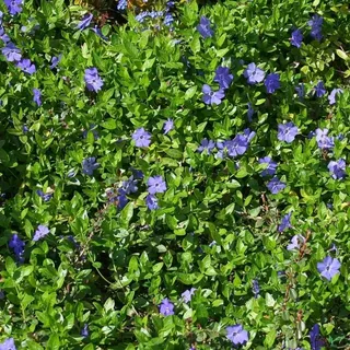 Vinca minor – Immergrüner Bodendecker, Winterhart | 20 Stück mit 5-7 Trieben pro Topf | Violettblaue Blüten