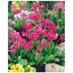 Primula rosea 'Gigas', Rosenprimel, pink, ca. 9x9 cm Topf