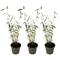 Plant in a Box - Bambus - 3 Stk