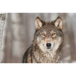 Fototapete PAPERMOON "WOLF-TIER HUNDE RAUBTIER GRAU RUDEL WALD WILD NATUR", bunt, B:3,00m L:2,23m, Vlies, Tapeten