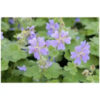 Pflanzen Für Dich Geranium renardii, Storchschnabel, ca. 9x9 cm