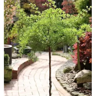 Baumschule Hochstamm Japanische Korkenzieher Lärche Diana 40-60cm - Larix kaempferi - Gartenpflanze