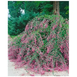 Lespedeza buergeri, 30–40 cm, zierlich, pflegeleicht