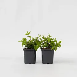 Plant in a Box - Erdbeerpflanzen - 2 Stk - Deutzia 'Strawberry Fields' - Höhe 25-40cm - Topf 17cm