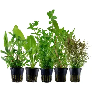 Aquaone Wasserpflanze Pflanzen Set mit 5 Hintergrund Wasserpflanzen Nr.141