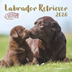 Labrador Retriever - Kalender 2026