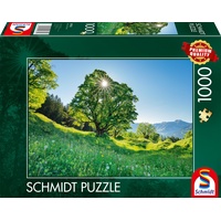 Schmidt Spiele Berg-Ahorn im Sonnenlicht St. Gallen, Schweiz (59761)