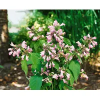 Pflanzen Für Dich Nepeta subsessilis 'Sweet Dreams', Katzenminze, rosa,